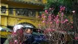 Thăm chợ hoa… 500 tuổi ở Phố cổ Hà Nội